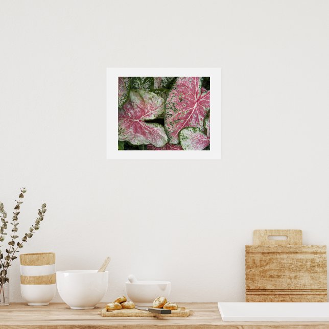 Póster Hojas florales de Caladium rosa (Cocina)