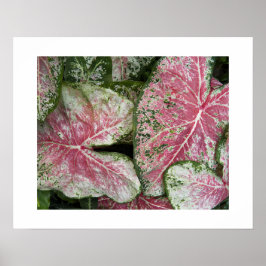 Póster Hojas florales de Caladium rosa
