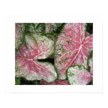 Hojas florales de Caladium rosa