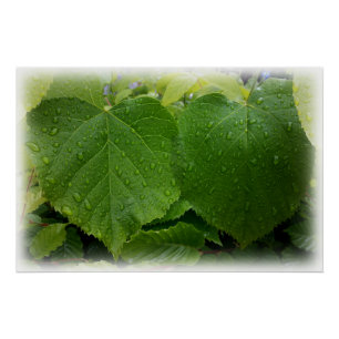 Póster hojas gemelas