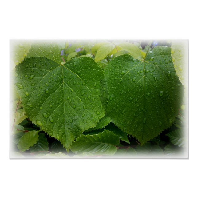 Póster hojas gemelas (Anverso)