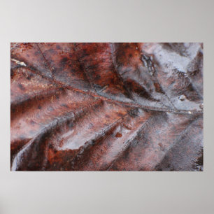 Póster Hojas húmedas