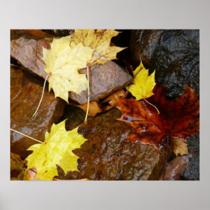 Póster Hojas húmedas y rocas Fotografía de la naturaleza