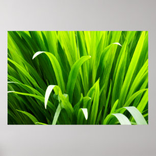 Póster Hojas iluminadas en el jardín