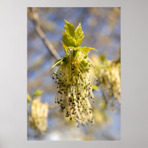 Póster Hojas lindas en foto de primavera