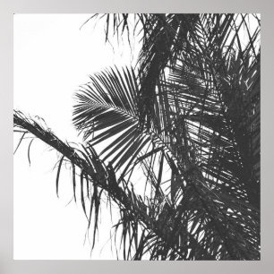 Póster Hojas Monocromáticas de Palm Tree Blanco Negro
