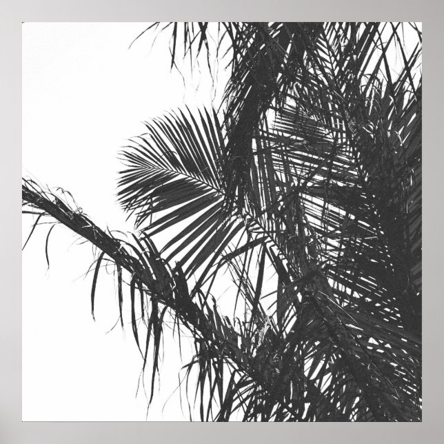 Póster Hojas Monocromáticas de Palm Tree Blanco Negro (Frente)