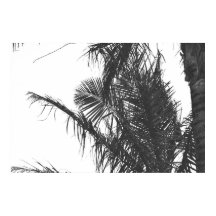 Hojas Monocromáticas de Palm Tree Blanco Negro