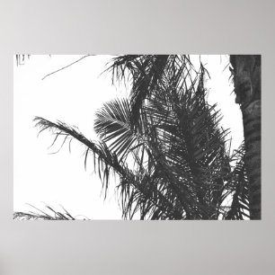 Póster Hojas Monocromáticas de Palm Tree Blanco Negro