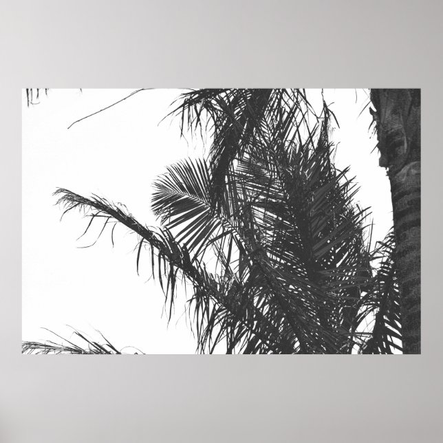 Póster Hojas Monocromáticas de Palm Tree Blanco Negro (Frente)