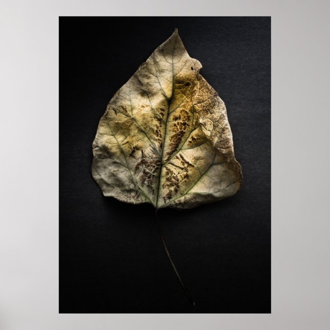 Póster Hojas No 1 Versión en Color (Frente)