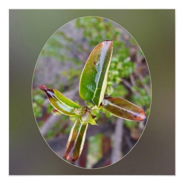 Póster hojas nuevas en primavera (Anverso)
