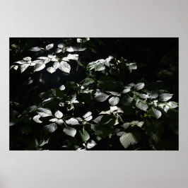 Póster Hojas oscuras