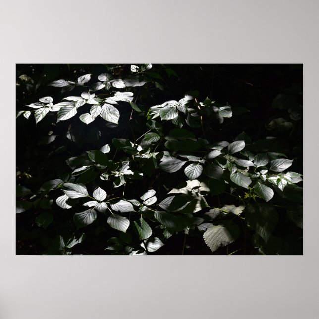 Póster Hojas oscuras (Frente)