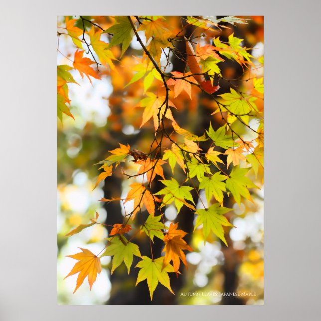 Póster Hojas otoñales (Frente)