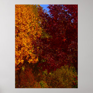 Póster Hojas otoñales de amarillo y púrpura, ZSSPG