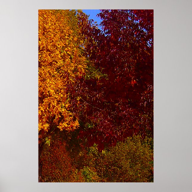 Póster Hojas otoñales de amarillo y púrpura, ZSSPG (Frente)