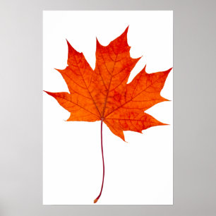 Póster Hojas rojas de arce