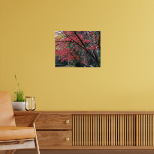 Póster Hojas rojas de arce en árbol botánico