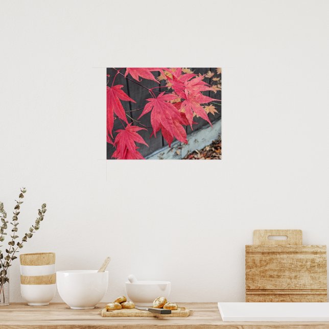 Póster Hojas rojas de arce japonés botánico (Cocina)