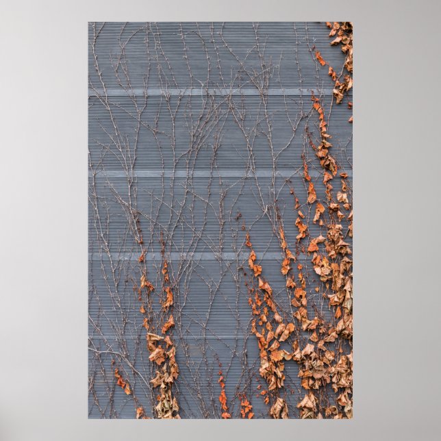 Póster Hojas secas en el agua (Frente)