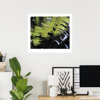 Póster Hojas tropicales