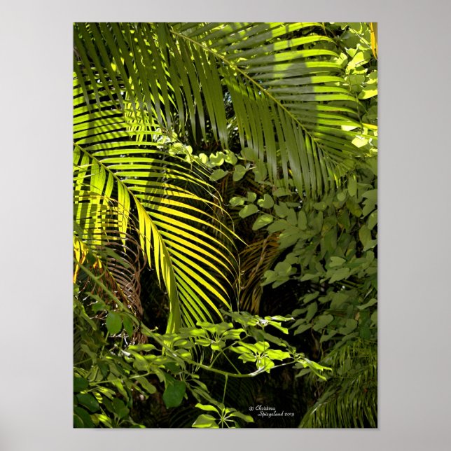 Póster Hojas tropicales de palma y Poster forestal de pla (Frente)