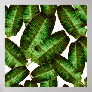 Póster Hojas tropicales de plátano, hojas de selva sin co