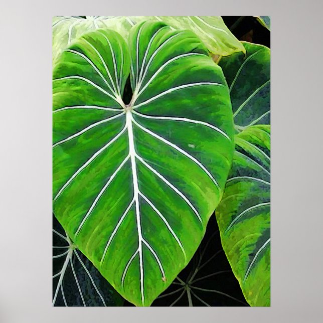 Póster Hojas tropicales, Orejas elefantes, Verde oscuro (Frente)