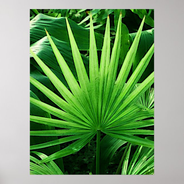 Póster Hojas tropicales, Palm de molino de viento, verde  (Frente)