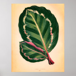 Póster Hojas tropicales vintage - Adecuadas para enmarcar
