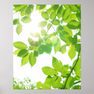 Póster Hojas verdes a la luz del sol, cerca