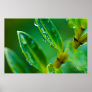 Póster Hojas verdes después del Poster de la lluvia