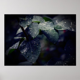 Póster Hojas verdes oscuras y gotas de lluvia