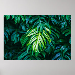 Póster Hojas verdes tropicales sobre fondo oscuro, natura