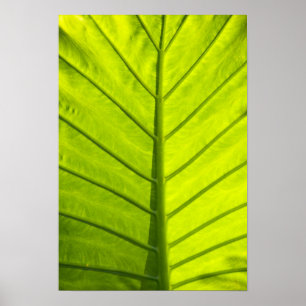 Póster Hojas verdes veteadas de follaje tropical en