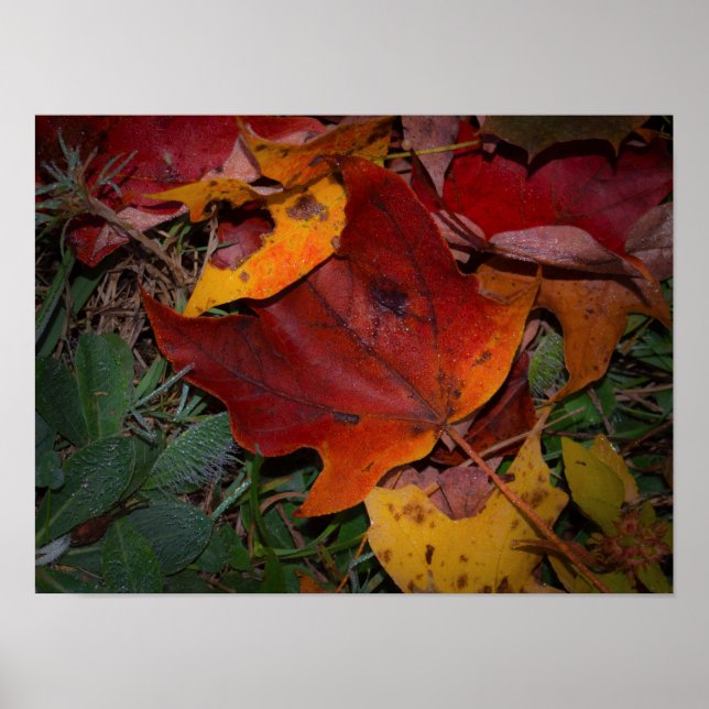 Póster Hojas Vibrantes de Otoño (Frente)