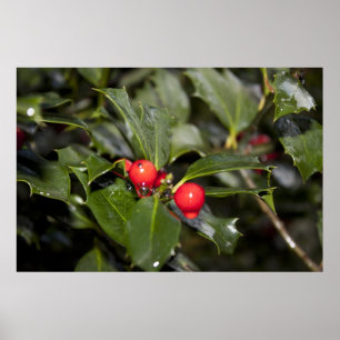 Póster hojas y bayas de acebo, gotas de lluvia
