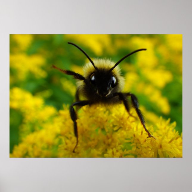 Póster Hola al público (Frente)