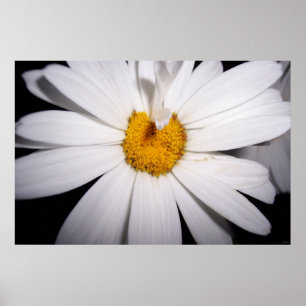 Póster Hola Daisy