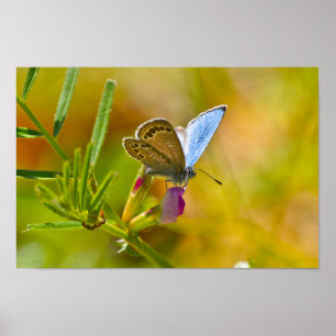 Póster Hola Mariposa Azul Primavera sobre la paz eterna
