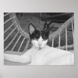 Póster Hola, Meow...