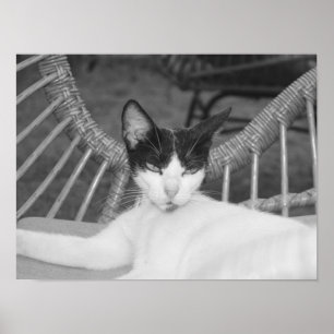 Póster Hola, Meow...