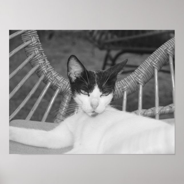 Póster Hola, Meow... (Frente)