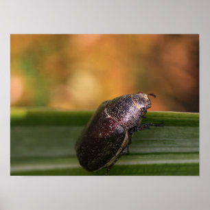 Póster ¡Hola Mundo!