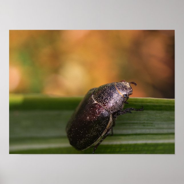 Póster ¡Hola Mundo! (Frente)
