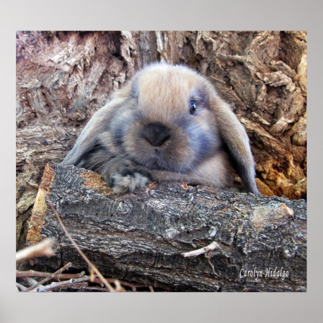 Póster Holland Lop Poster (Frente)