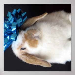 Póster Holland Lop Present Bunny Poster