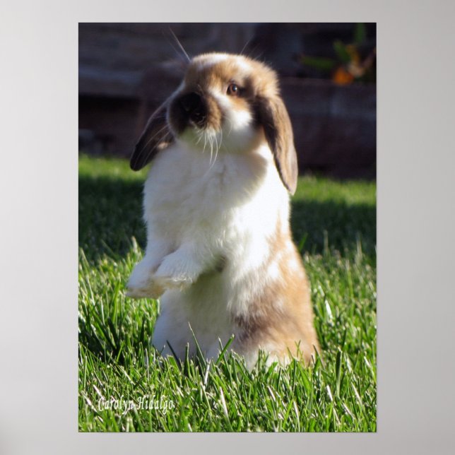 Póster Holland Lop Standing Up Poster (Frente)