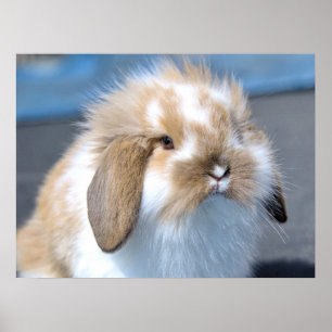 Póster Holland Mini Conejo conejo conejito enano